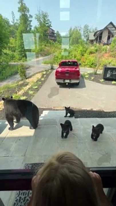 Une famille d'ours rend visite à une famille humaine à Pigeon Forge