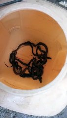 lot of snakes in the house, there was a stir on seeing it