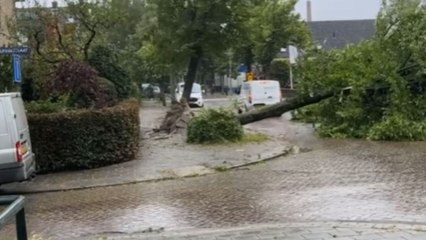 Glimpses of tree-mendous destruction caused by Storm Poly in the Netherlands