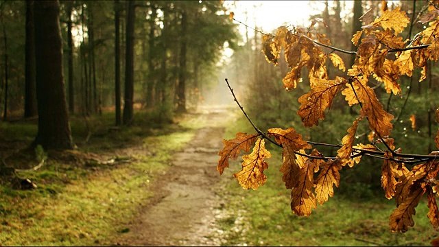 ✅Música de meditação para energias positivas