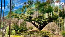Daisugi: La tradición de cultivar árboles por cientos de años para obtener madera sin talarlos