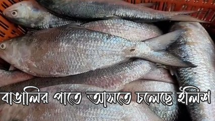বাঙালির পাতে পড়তে চলেছে মরশুমের প্রথম ইলিশ