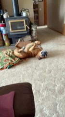 Floppy Boxer Pédales Upside-Down Paws