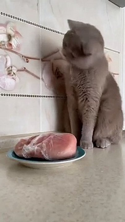 Funniest Cat