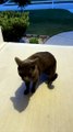 Stray Cat Meows Oh No On Stranger's Porch