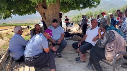 77 moutons et chèvres sont morts à Hatay après avoir bu de l'eau mélangée à des pesticides