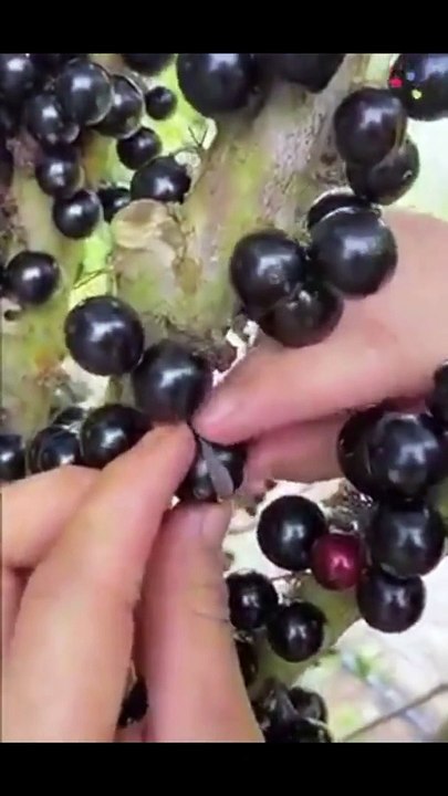 Fruit ki video