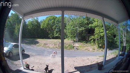 Bulldog Viscously Attacks Dogs and Their Owner