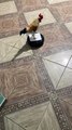 Rooster Rides a Roomba