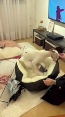 Puppy Elated By Her New Dog Bed