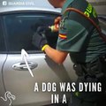 Cane in auto sotto il sole, salvato