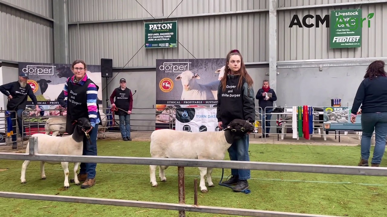 Dorper judging at ASWS | July 15 | Stock & Land