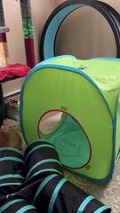 Cat's Big Pounce Doesn't Go as Planned