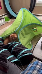 Cat's Big Pounce Doesn't Go as Planned