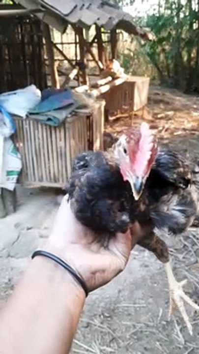Ayam kampung usia 56 hari