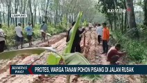 Puluhan Tahun Tak Diperbaiki, Warga Tulang Bawang Barat Lampung Tanam Pohon Pisang di Jalan Rusak!