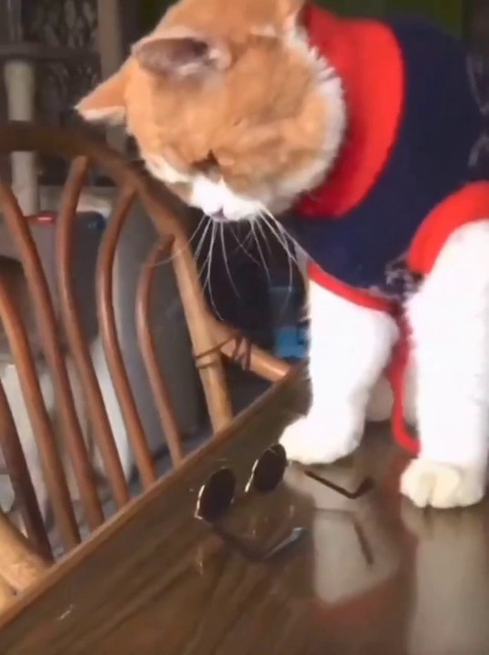 Cute Baby Cats Funny Cat wearing glasses