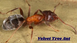 The Killer Behavior of Velvet Tree Ant