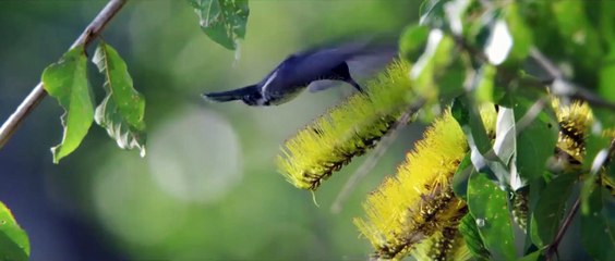 Il était une forêt Bande-annonce (DE)