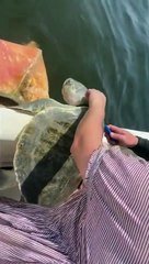 Untangling Litter From A Sea Turtle