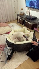 Puppy Elated By Her New Dog Bed