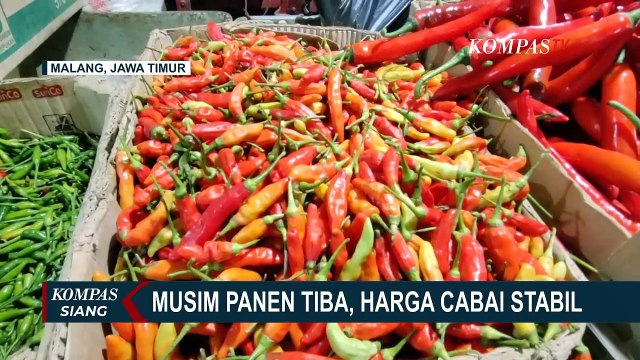 Dari Tiga Bulan Terakhir Harga Telur dan Daging Ayam Masih Tinggi