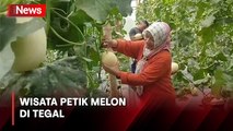 Belajar Pertanian dengan Wisata Petik Melon Langsung dari Kebun di Tegal