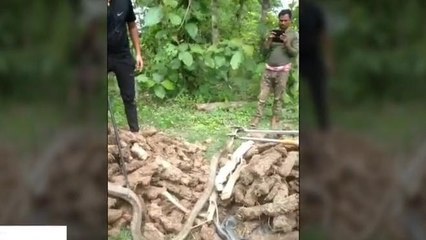 घर में आराम फरमा रहा था दुनिया का सबसे खतरनाक सांप किंग कोबरा, रेस्क्यू में छूटा पसीना