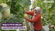 Serunya Wisata Petik Melon Langsung dari Kebun di Tegal