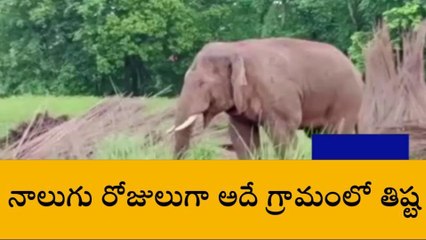 పార్వతీపురం: తిష్ట వేసిన ఏనుగుల గుంపు... ఆందోళనలో ప్రజలు