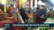 Harga Telur Ayam di Bengkulu Tak Kunjung Turun Sudah 4 Bulan