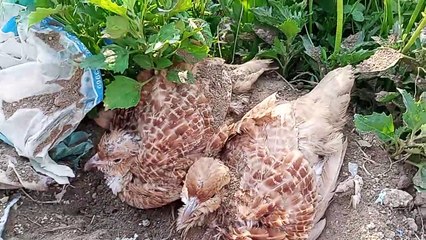 Teetar chicks playing in mud