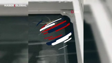 Et ile beslenen sarıkız örümceği eve girmeye çalıştı: 'Bu adam öldürür'