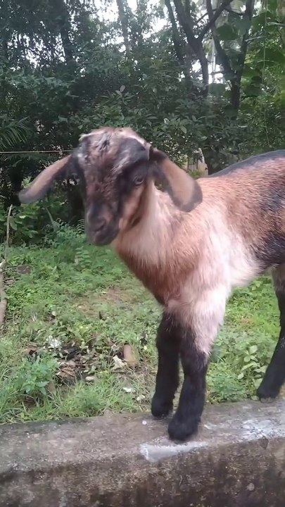 Goat Funny Moments