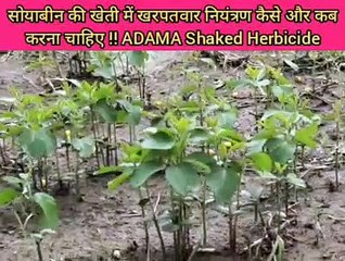 सोयाबीन फसल में खरपतवार नियंत्रण