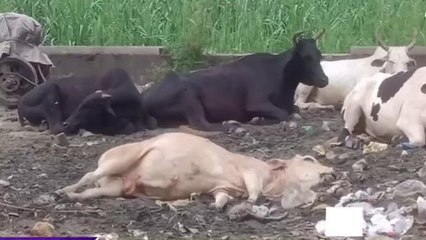 मेरठ में दर्दनाक हादसा, बेजुबान को गंवानी पड़ी जान, अधिकारी अंजान