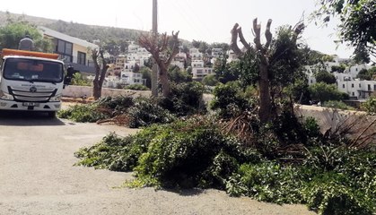 45 derece sıcakta "Manzarayı kapatıyor" diye Benjamin ağaçlarını kestiler