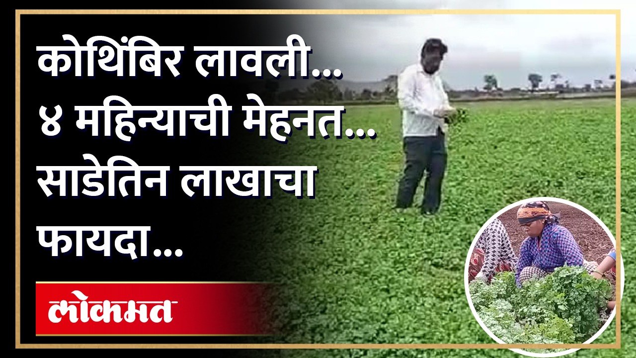 कोथिंबीरीनं शेतकऱ्याला बनवलं लखपती, 'अशी' केली आयडिया