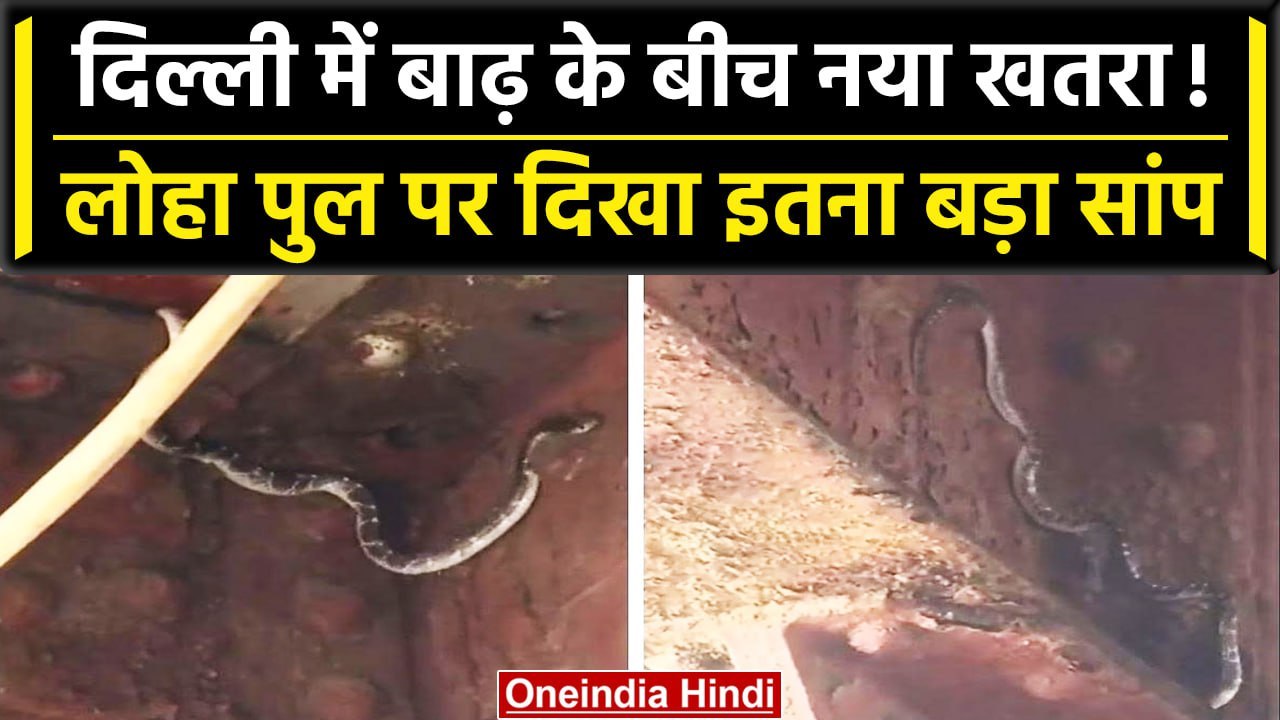 Delhi Flood: दिल्ली के यमुना के पास पुराने लोहा पुल में दिखा सांप| वनइंडिया हिंदी  #Shorts