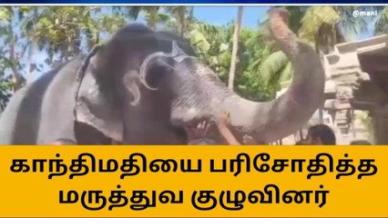 நெல்லையப்பர் கோயில் யானையை கண்காணிக்க மருத்துவ குழு வருகை!