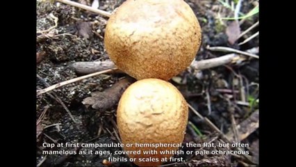 Inocybe squamata. Champimaginatis. English Text