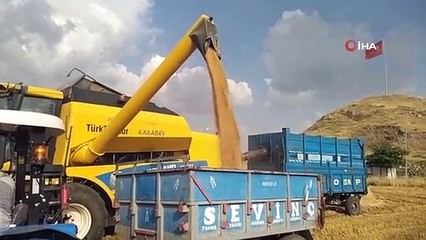Yavuzeli'nde buğday ve arpa hasadı sürüyor
