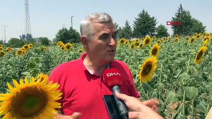Trakya'da Ayçiçeği Üretimi Aşırı Sıcaklardan Etkilendi