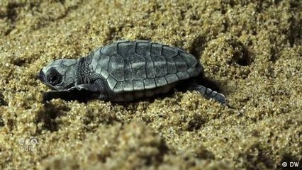 Sea turtle conservation in Tamil Nadu