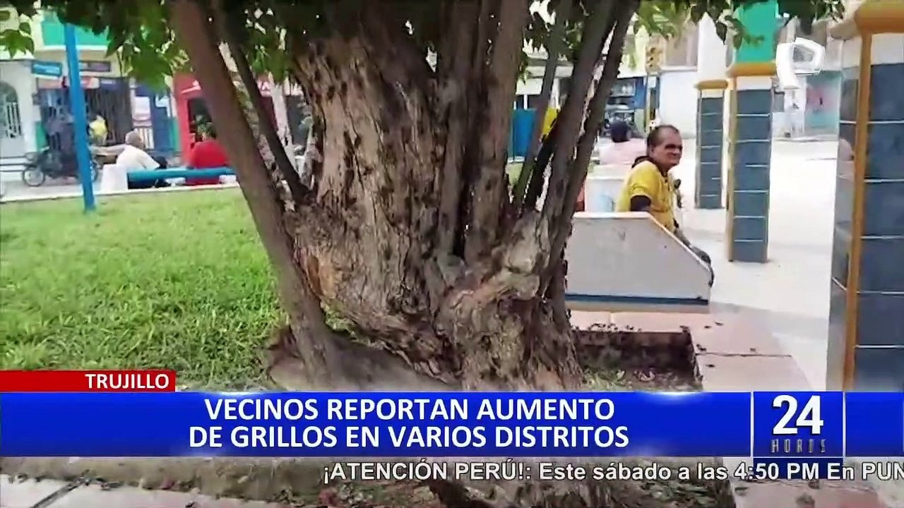 Plaga de grillos mantiene en alerta a vecinos: “He encontrado insectos hasta en mi sopa”