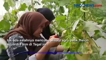 Rekomendasi Wisata, Petik Melon Langsung dari Kebun di Tegal