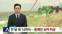 [현장 카메라]한 달 새 14마리 신고…동해안 상어 비상