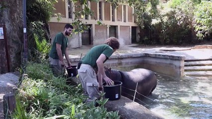 Wassereis und kühle Melone für Tiere im Zoo von Rom