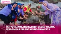 Penyu Hijau Langka Bikin Geger Warga, Terdampar di Pantai Sindangkerta