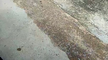 पानी की पाइप लाइन डालने के बाद हुआ घटिया सामग्री से रेस्टोरेशन